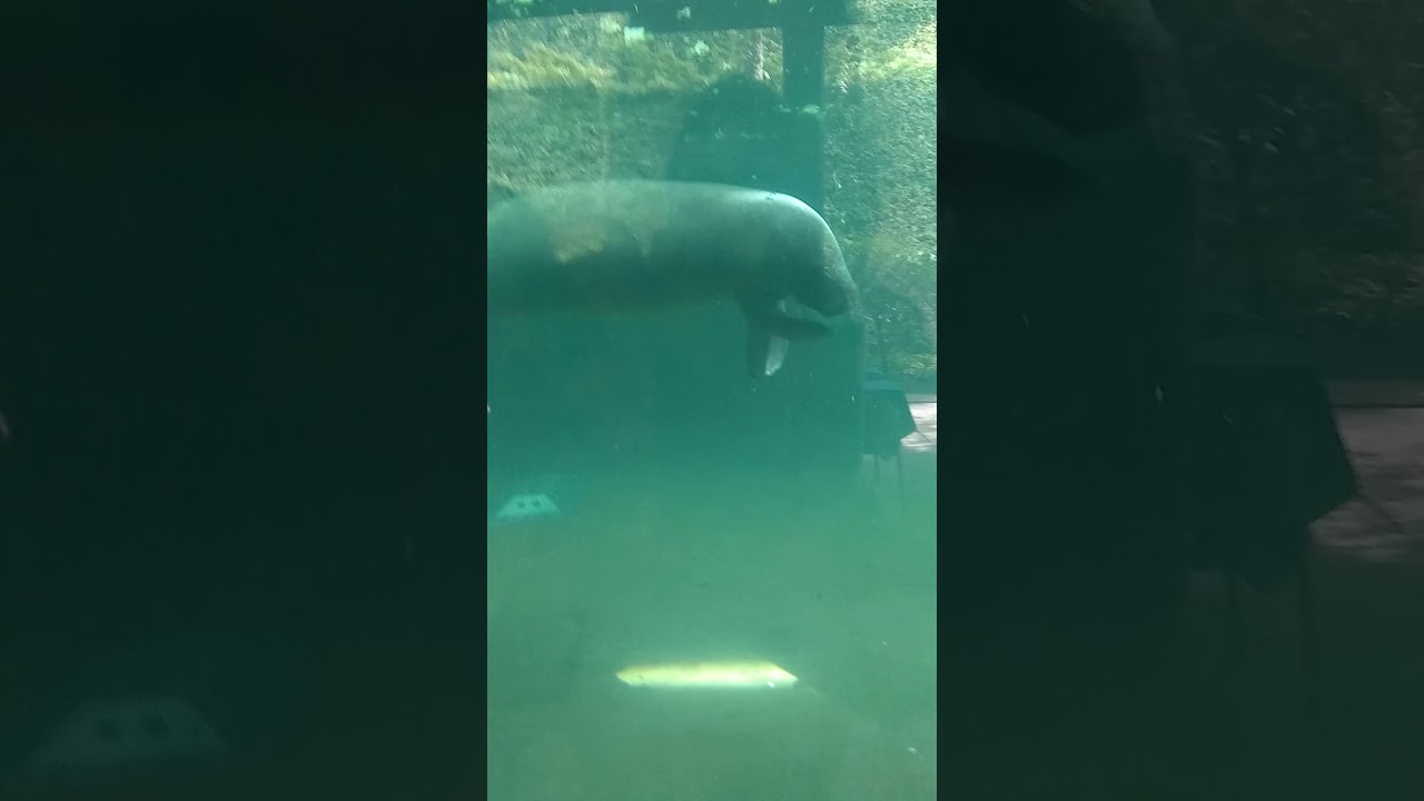 manatíes en el  zoológicos Guadalajara
