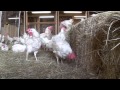 Rescued Hens from Egg Farm Free For First Time