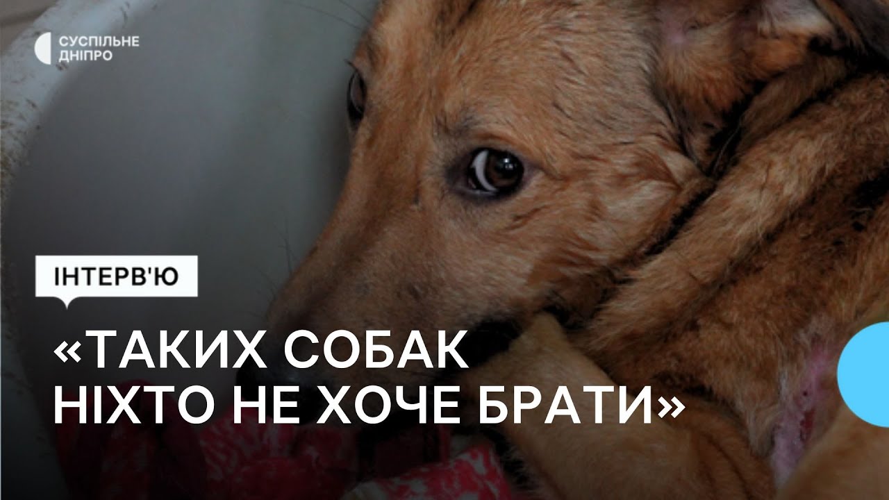 «Щастя — бачити собак вдома, а не під обстрілами»: зооволонтерка у Нікополі опікується 300 собаками