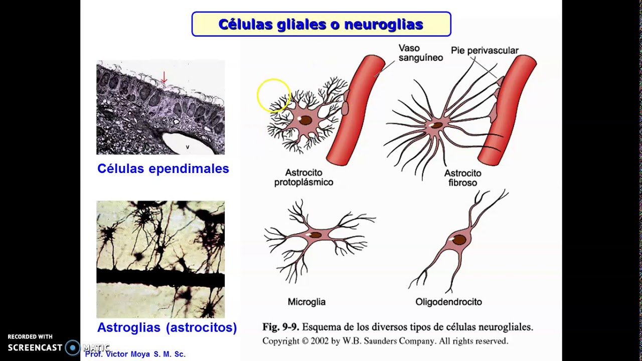 Clases Origen Embrionario de Células del Tejido Nervioso
