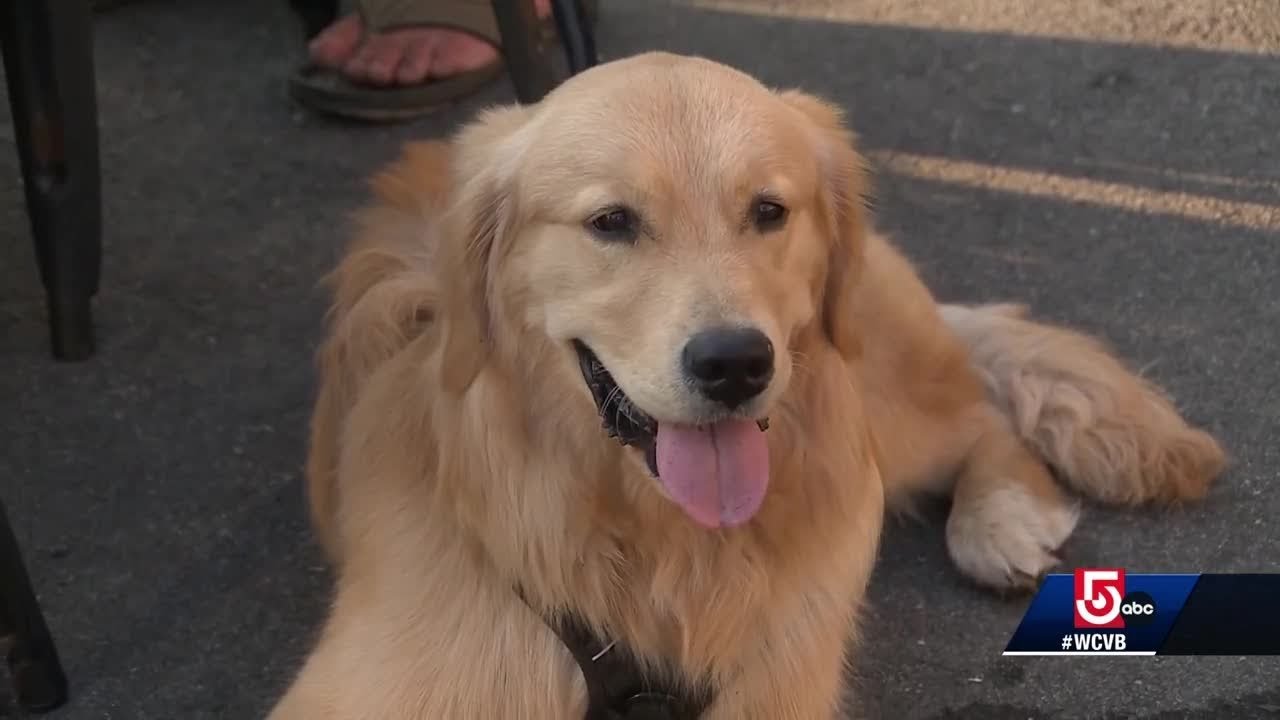 Dogs now allowed at 26 Boston outdoor bar, dining patios