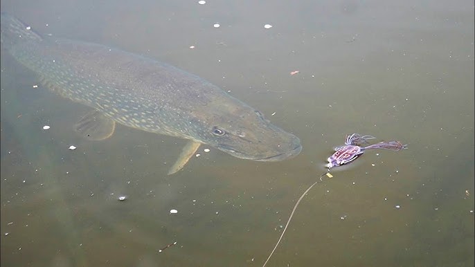 à voir mélange Auteur bird lure catches monster bass Plusieurs Présentateur  Création