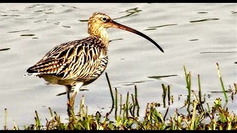 Curlew Bird