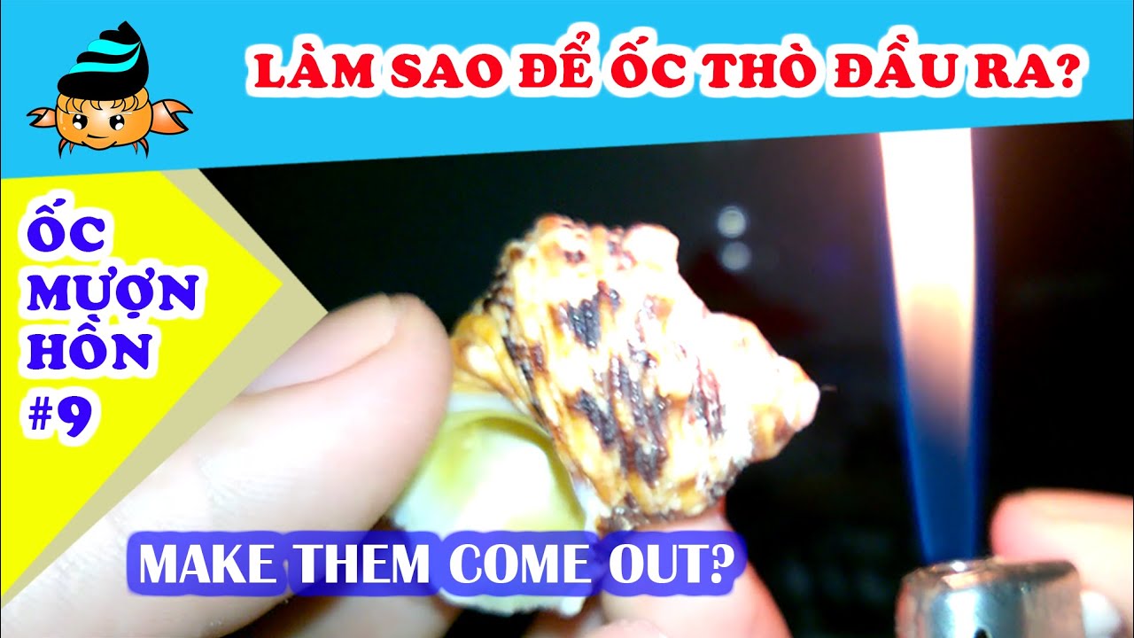 Ốc mượn hồn #9- Làm sao để ốc mượn hồn thò đầu ra khỏi... - youtube