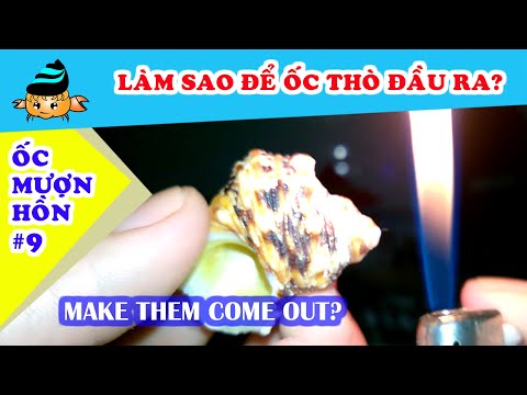 Video Ốc mượn hồn #9- Làm sao để ốc mượn hồn thò đầu ra khỏi... - youtube
