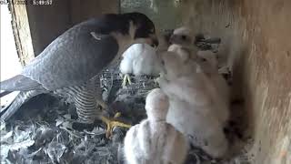 Peregrine Networks - Mum feeds the eyases / Mirror, mirror on the wall... 15 May 2022 screenshot 2