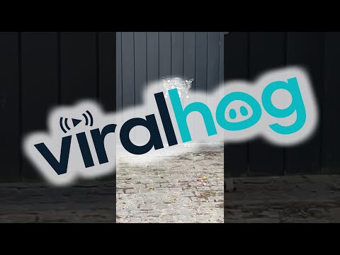 Gate Has Built in Husky Masks || ViralHog