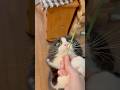 猫に大好物を見せると… #shorts #もちぞう