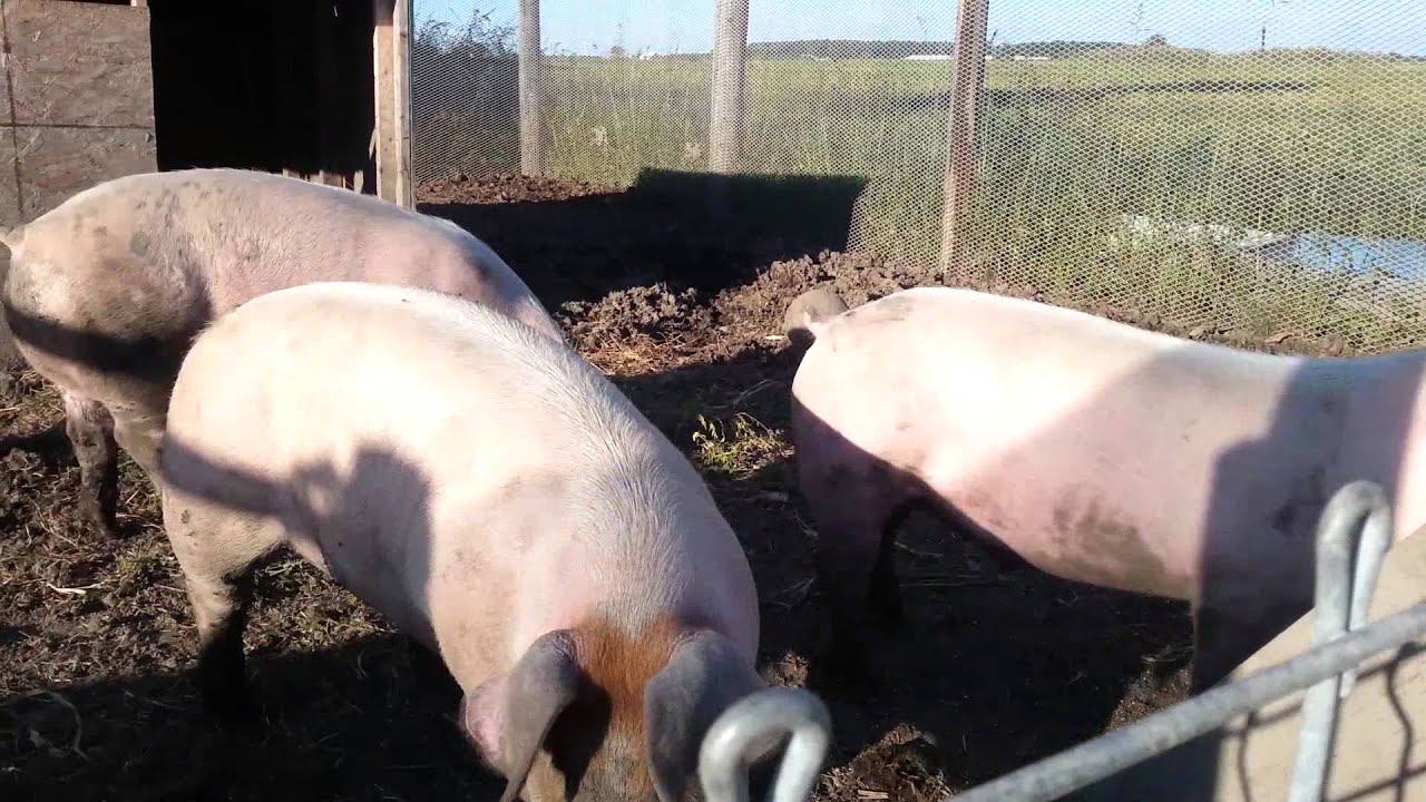 Pigs eating Apple's YouTube