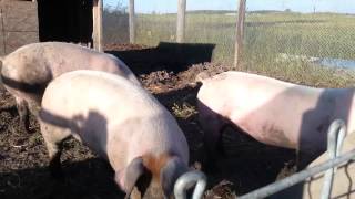 Pigs eating Apple's