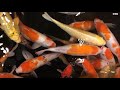 Big and Beautiful Koi Fish