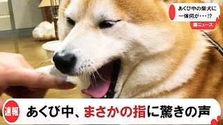 あくび中の柴犬に一体何が・・・⁉　(2021年3月23日)