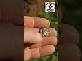Ancient discovery in a field!  #metaldetecting #treasuretrove #romanempire