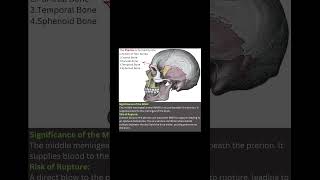 What Is Pterion?