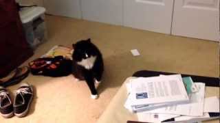 Cat goes crazy over sound of electric razor by williamthebl00dy 259 views 11 years ago 1 minute, 21 seconds