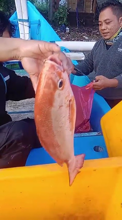 menghitung hasil buruan tengah malam