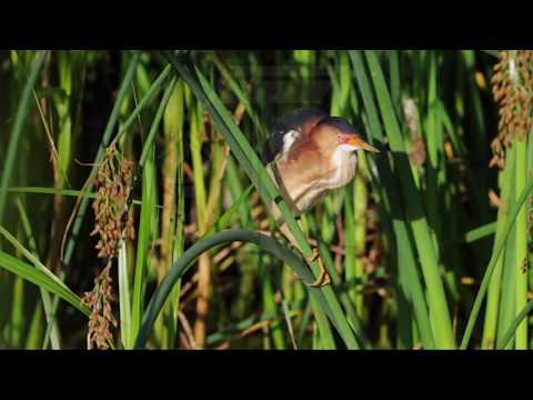 Least Bittern, Ixobrychus