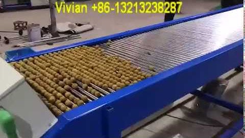 5 Grades Longon & Walnut Grading Machine By Size from Vivian +86 13213238287