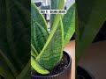 Day 4 - Snake plant #dailyupdates #plants #snakeplant #indoorplants #officeplants #happygardening