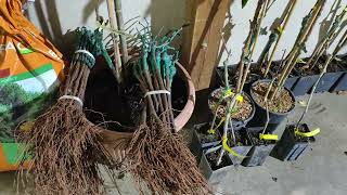 Oltványok Dugványok Elindítása Karácsonykol,Hogyan Csináljuk Hogy Jó Legyen , Boldog Karácsonyt