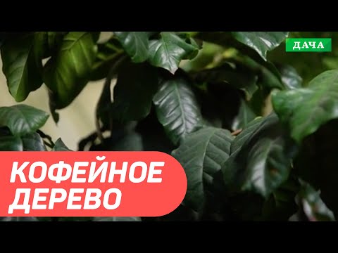 Как вырастить плоды кофейного дерева. Секреты размножения и ухода за кофейным деревом.