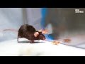 Mice made to kill using mind control lasers Mice made to kill using mind control lasers