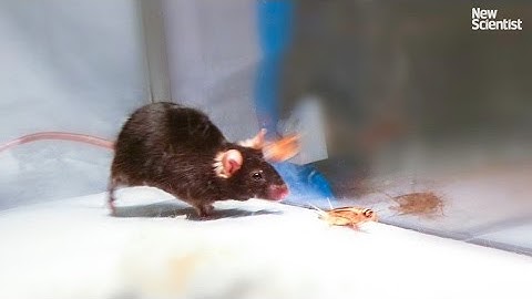 Mice made to kill using mind control lasers