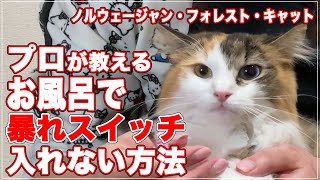 【暴れスイッチ】プロが教える、猫をお風呂に入れる時、暴れスイッチを入れない方法【ノルウェージャン・フォレスト・キャット】