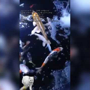 STORY WA SINGKAT 2021 | IKAN MAS KOI