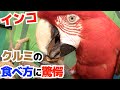 【検証】インコはくるみを割れる？？結果が意外すぎた・・・Can a red-and-green macaw crack a walnut?