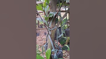 #Cempedak  ##inarching #grafting