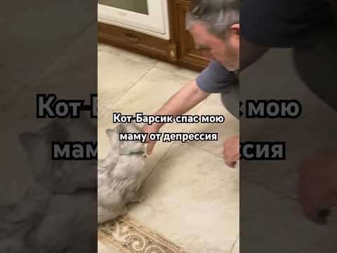 Наш Барсик лучший доктор от депрессии #shortvideo #cat #видосыоткота #прикол #кот #shorts #