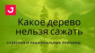 Какое дерево нельзя сажать рядом с жилым домом