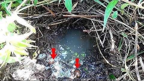 Câu lươn.tìm hang lươn ở điểm câu mới tập180//Eel. Find the eel cave at a new location