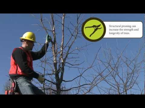 How to Prune: Training Your Tree