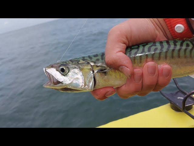 Esche E Mosche Sgombri Per La Pesca | Acquisti Online Su - Foto 7