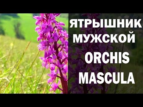 ЯТРЫШНИК МУЖСКОЙ ORCHIS MASCULA ДЛЯ МУЖЧИН И НЕ ТОЛЬКО