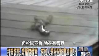 【關鍵時刻2200】打架裝死.欺騙儲藏室 有如人類松鼠能畫3D圖1020207