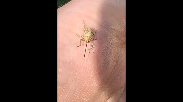 Acorn Weevil -a manitoba beetle with long mouth/nose