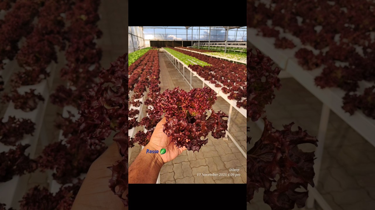 Premium quality lettuce cultivation 🥬 🤩🍂🍃🍁🍀😍