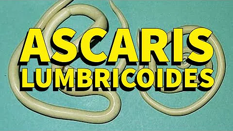 Como identificar Ascaris?
