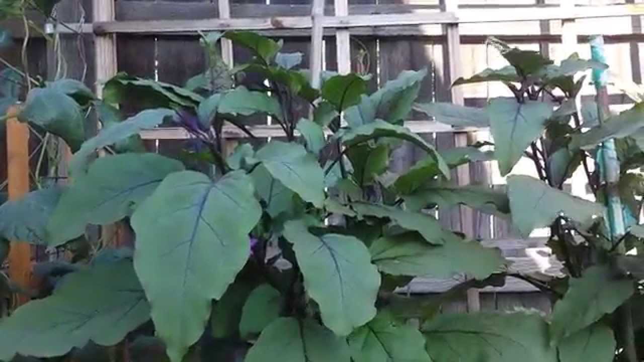Twins Learning About Eggplants YouTube