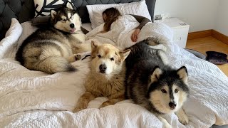 Giant Wolf Dogs Abandon Me To Protect Pregnant Mom! Even The Cat Too!