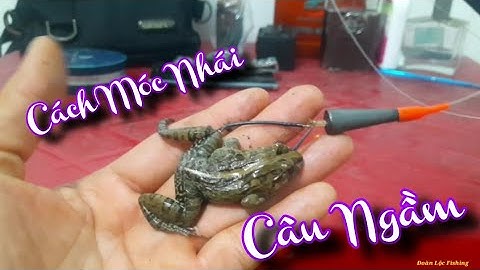 Chia Sẽ 3 Cách Móc Nhái Đùn Câu Ngầm Hiệu Quả