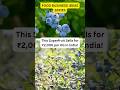 Blueberry Farming = ₹2,000/kg! | High-Profit Business Idea | Farm business ideas #smallbusiness