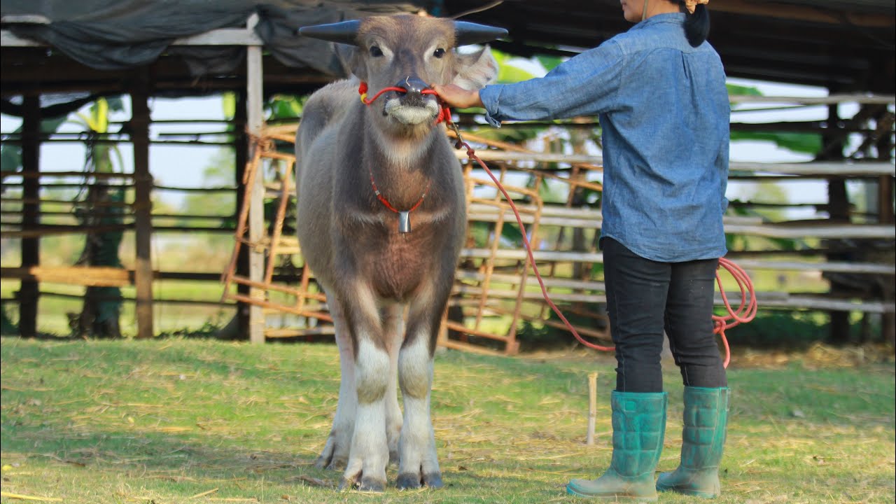 (15ก.พ69)เปิดราคาควายงามสายน้อยฟันน้ำนม+หนุ่มหล่อสายเขา ราคาเกษตรกรคอกแม่อ้วน091-006-9498