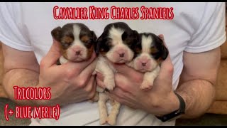 Tricolor & Blue Merle Cavalier King Charles Spaniels; How do they compare? (Girls) by Red Barn Cavaliers 757 views 6 months ago 12 minutes, 48 seconds