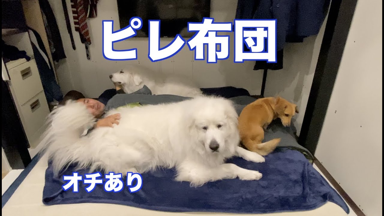 追加マットで快適睡眠? グレートピレニーズ MIX犬との夜