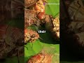 Mind Blowing Facts About Cicadas You Didn't Know #funnyanimals #didyouknow