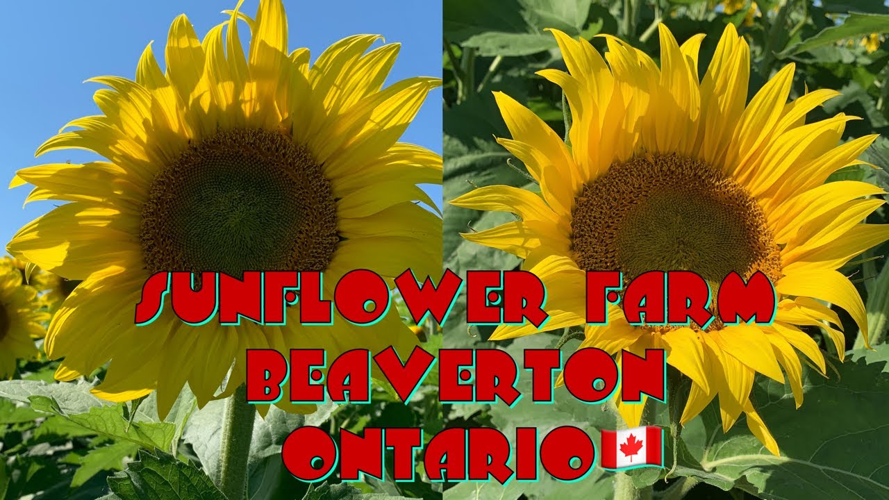 Ep. 353 A TIME TO REMEMBER W/ D’ GANG SUNFLOWER FARM BEAVERTON ON 🇨🇦